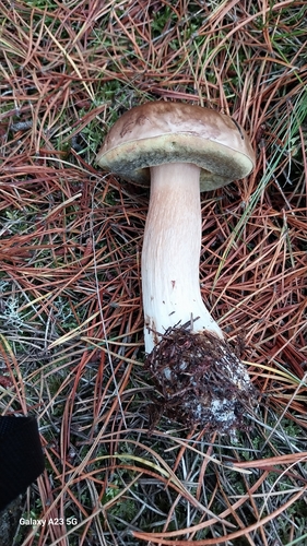King Bolete
