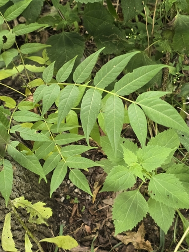tree-of-heaven
