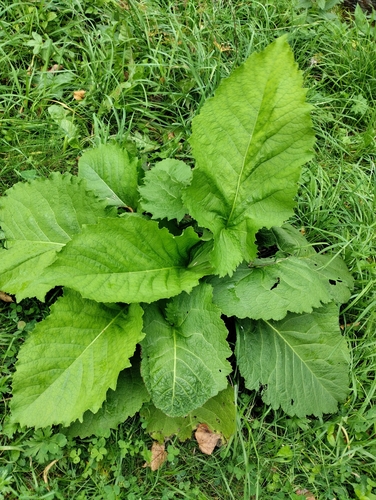 Yellow Oxeye