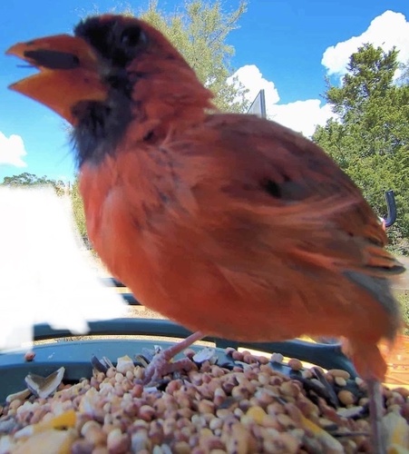 Northern Cardinal