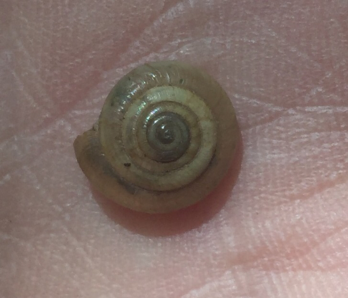 Perforate Dome Snail