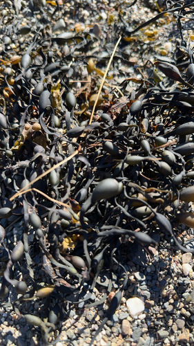 Knotted Wrack