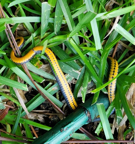 Ring-necked Snake