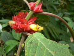 Drymonia teuscheri