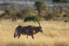 Oryx beisa
