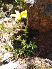 Linum campanulatum