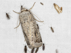 Proteuxoa amaurodes