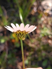 Leucanthemum graminifolium
