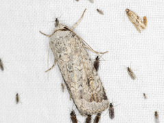 Proteuxoa amaurodes