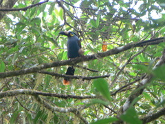 Andigena laminirostris