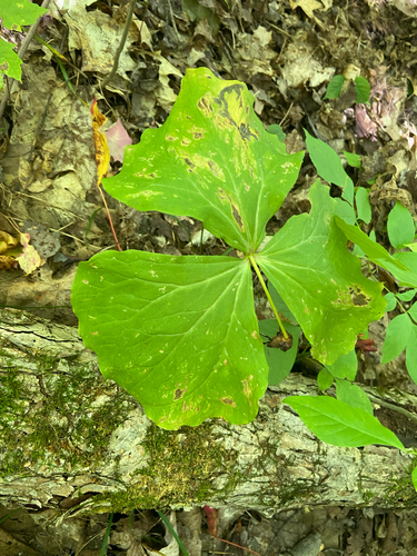 Trillium erectum, 2026-09-22