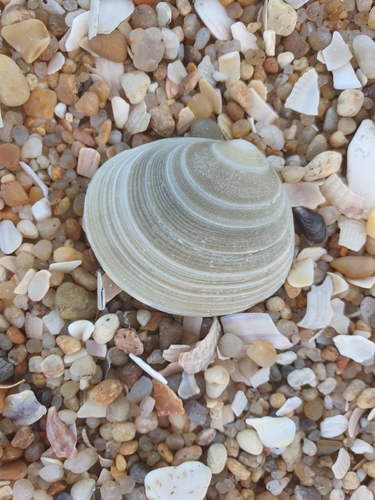 Arcopagia crassa observed 2026-09-22