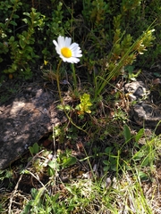 Leucanthemum graminifolium