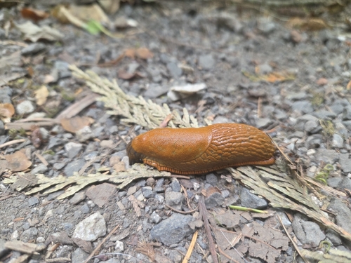 Black Slug