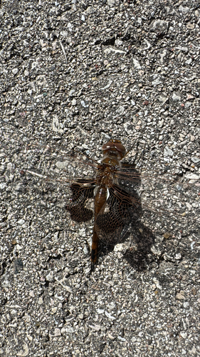 Red Saddlebags