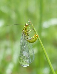 Hypochrysa elegans