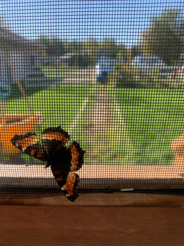 Milbert's Tortoiseshell