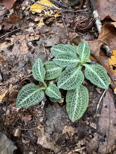 Goodyera pubescens, photograph 6