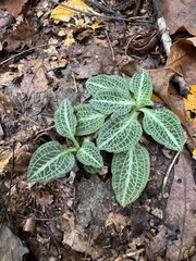 Goodyera pubescens, photograph (c) vernselden, some rights reserved (CC BY-SA)
