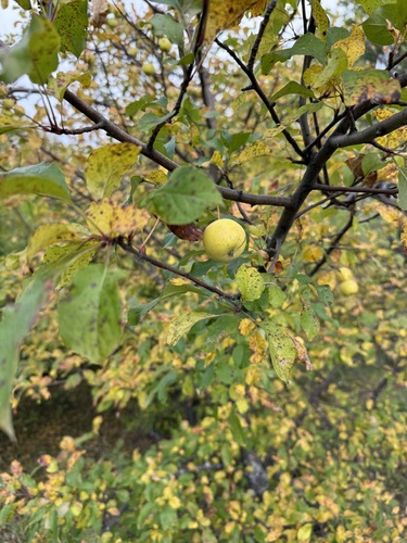 European Wild Apple