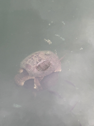 Common Snapping Turtle