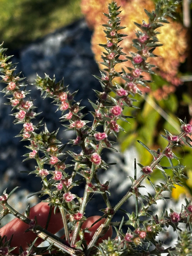 Salsola tragus, photograph 5