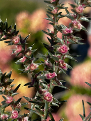 Salsola tragus, photograph (c) Chantal, some rights reserved (CC BY)