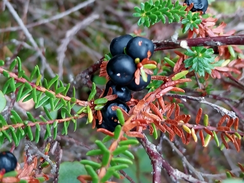 black crowberry