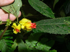 Drymonia tenuis