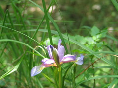 Iris graminea