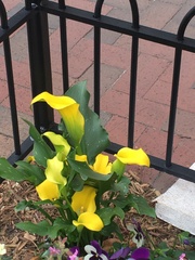 Zantedeschia