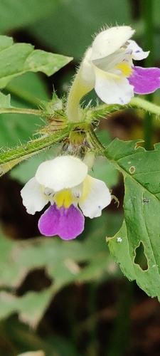 Large-flowered Hemp-nettle