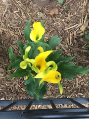 Zantedeschia