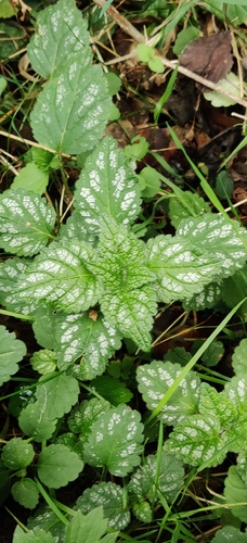 yellow archangel