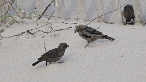 Brown-headed Cowbird