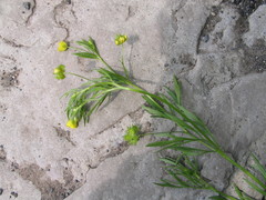 Ranunculus arvensis