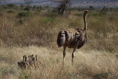 Struthio molybdophanes