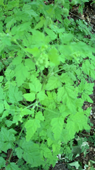 Chaerophyllum temulum