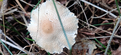 Lepiota clypeolaria — (c) Ondřej Křivan, some rights reserved (CC BY)