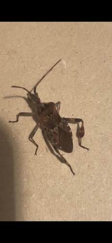 Western Conifer Seed Bug