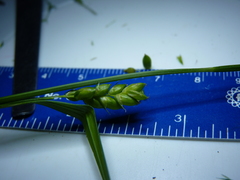 Carex grisea