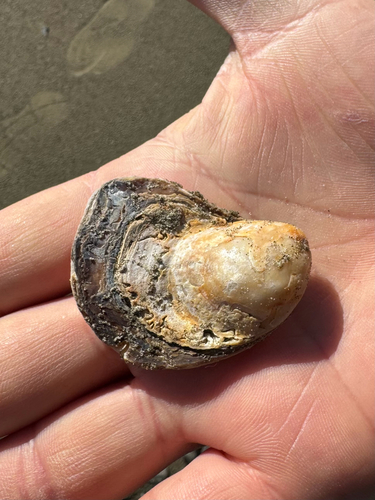 Ostrea chilensis observed 2026-09-22