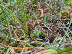 Erythranthe primuloides