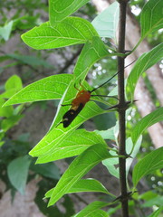 Leuconitocris nigricornis