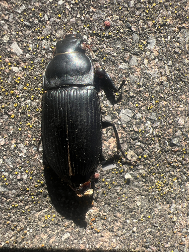 Murky Ground Beetle