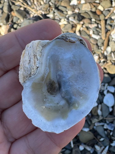 Ostrea chilensis observed 2026-09-22