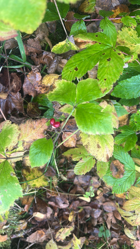 Stone Bramble