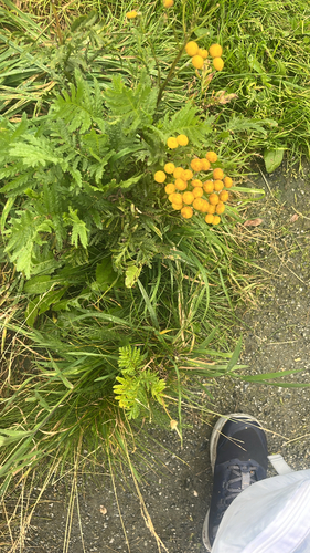 tansy
