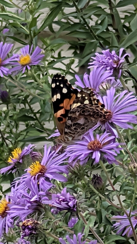 Painted Lady