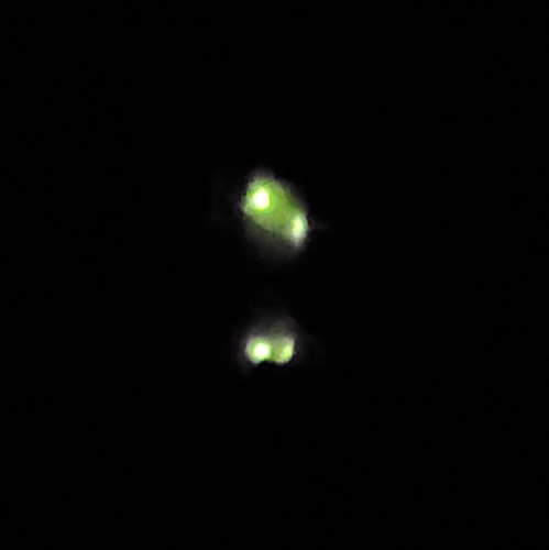 Blue Ghost Firefly